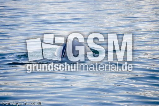 Buckelwal (49 von 57).jpg